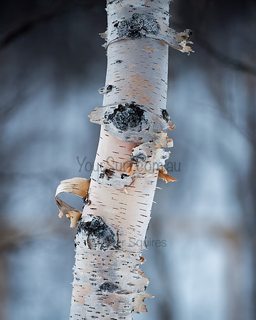 Birch Tree