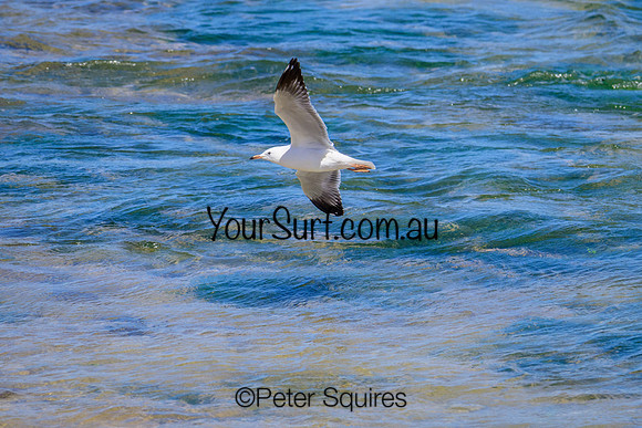 Mona_Vale_230216_145639_0123