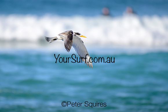 Avalon_230530_093004_00235