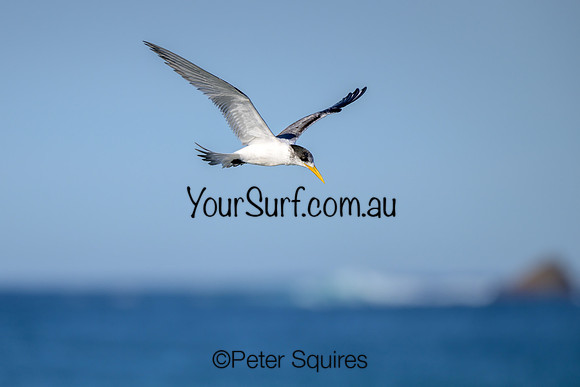Avalon_230530_092908_00150