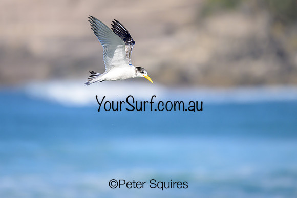 Avalon_230530_092909_00153