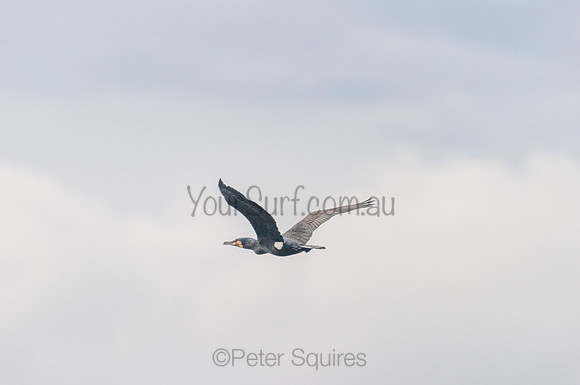 Whale Beach_210312_073406_0050