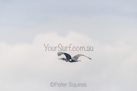 Whale Beach_210312_073406_0051