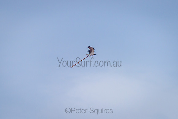 Whale_Beach_210504_073628_0121