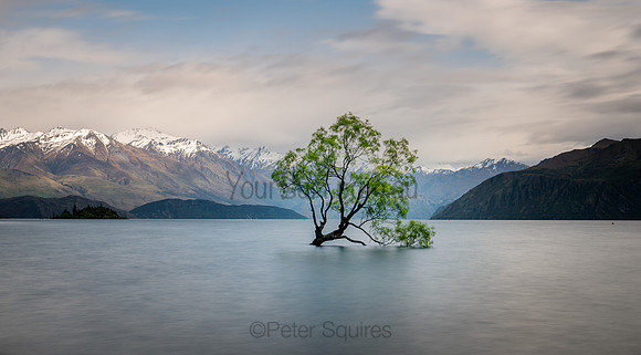 That Wanaka Tree