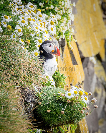 Puffin at Látrabjarg