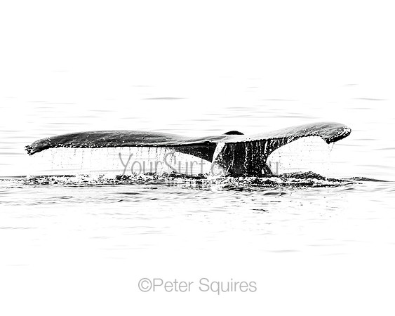Fluke shot 2