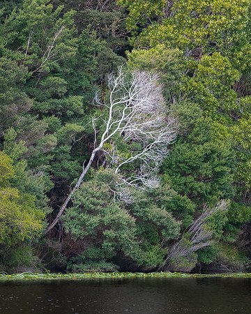 Pieman River Tasmania