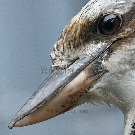 Kookaburra