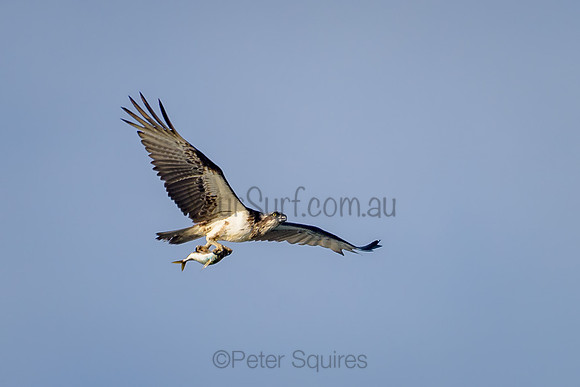 Avalon_211028_072218_0142-Edit-2