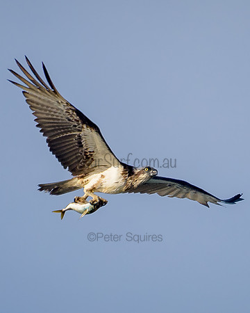Avalon_211028_072218_0142-Edit