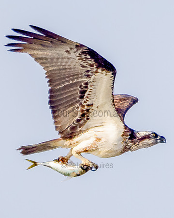 Avalon_211028_072220_0143-Edit-Edit