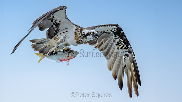 Eastern Osprey with breakfast