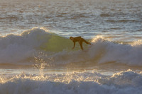 Whale Beach 2/7/20