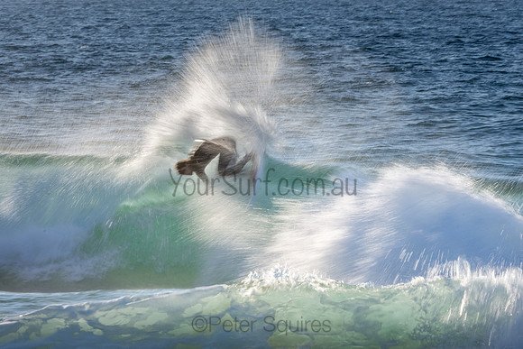 Whale Beach 2/7/20