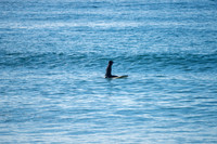 Palm_Beach-200815-08.05-219