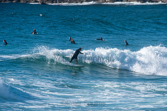 Whale_Beach_200921_08-07-27_0454