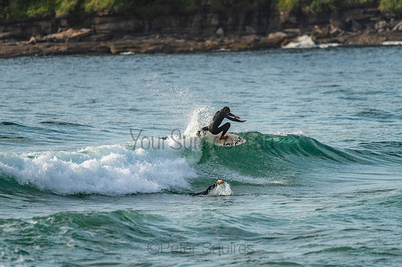 Whale_Beach_201022_07-57-57_0248