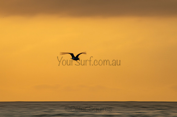 Whale_Beach_201023_06-29-35_0082