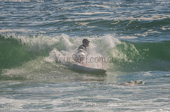 Palm_Beach_201102_09-33-09_0053