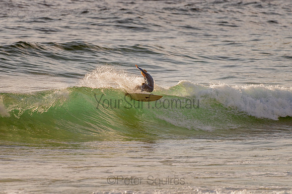 Whale_Beach_201120_064953_0045