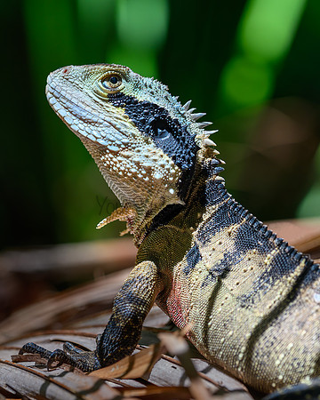 Eastern water dragon