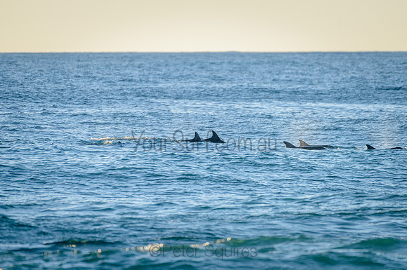 Whale Beach_210226_073843_0055